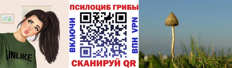 где купить   Мариинский Посад  Псилоцибиновые грибы MAGIC MUSHROOMS 